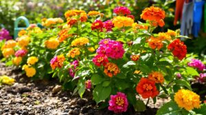 lantana