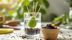 como plantar un aguacate